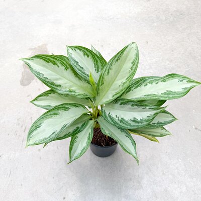 Aglaonema Silver Bay