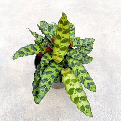 Calathea Lancifolia
