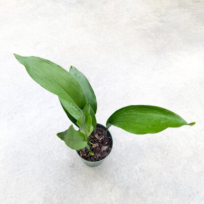 Cast Iron Plant