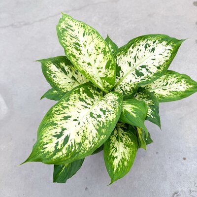 Dieffenbachia Perfection