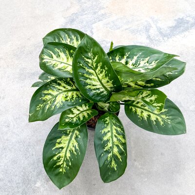 Dieffenbachia Tropic Snow