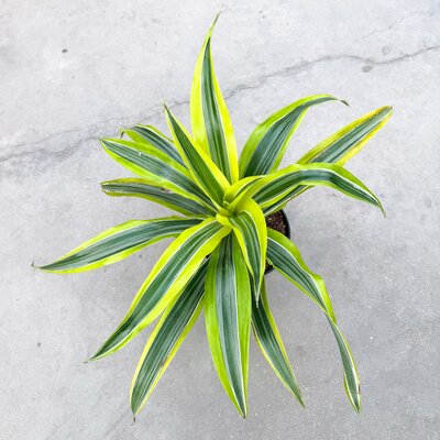Dracaena Deremensis Lemon Lime