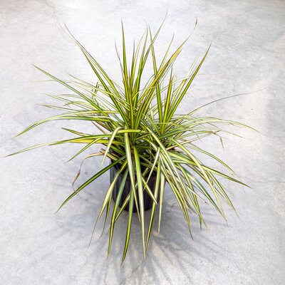 Dracaena Kiwi Bush