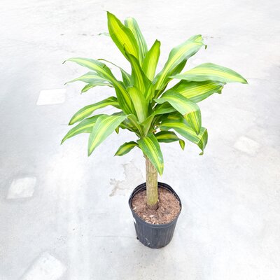 Dracaena Mass Cane