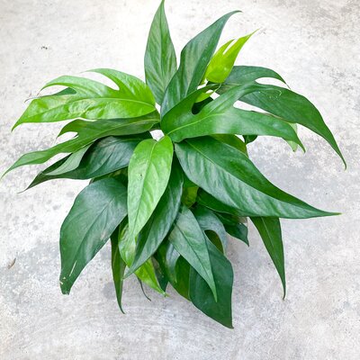 Epipremnum Baltic Blue