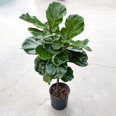 Ficus Lyrata Standard