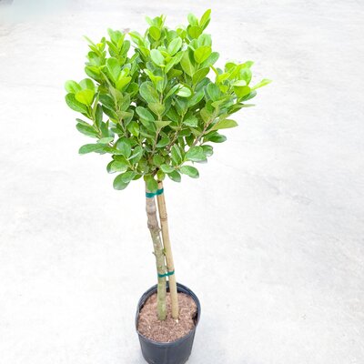 Ficus Moclame Standard