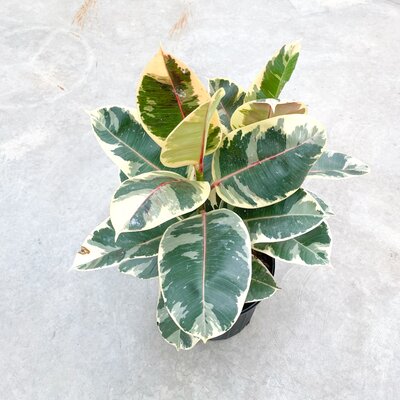 Ficus Tineke