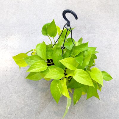 Neon Pothos