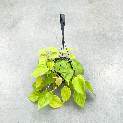 Philodendron Lemon Lime Cordatum Hanging Basket