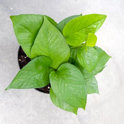 Pothos Jade Jewel
