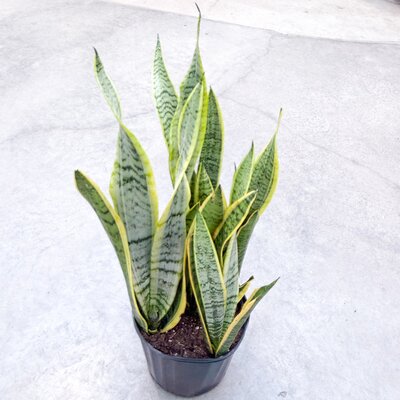 Sansevieria Laurentii