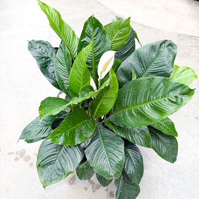 Spathiphyllum