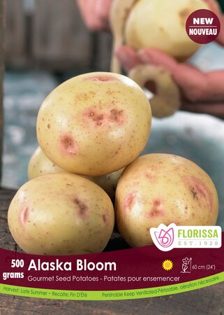Potato Alaska Bloom