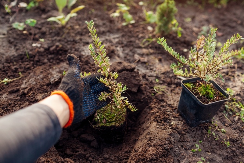 12 garden tips for October