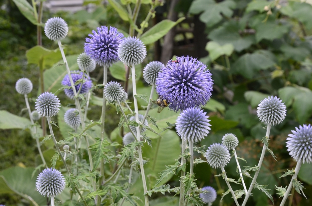 6 Top Drought-Tolerant Perennials - Lacoste Garden Centre webshop ...