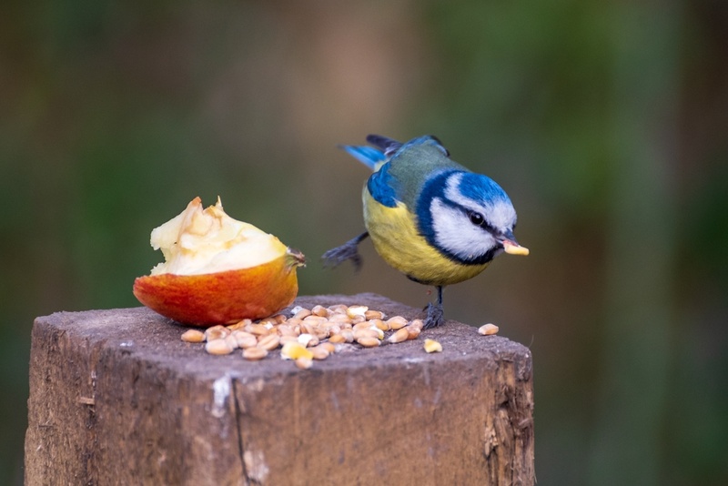 8 Ways to Make Your Garden Wildlife-Friendly This Winter