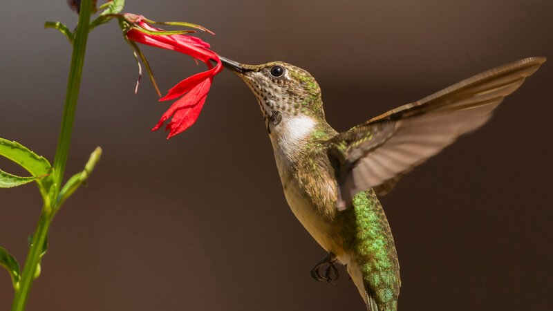 Attracting Hummingbirds to Your Garden: Top Plant Choices