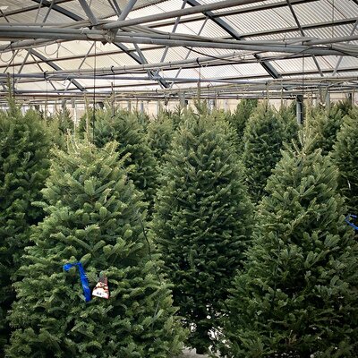 10-11' Balsam Fir