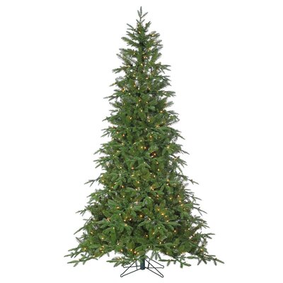 15' Nordmann Fir - image 2