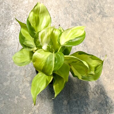 Philodendron Cream Splash - Lacoste Garden Centre webshop | Winnipeg