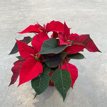 4.5" Poinsettia