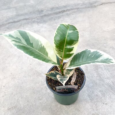 Ficus Tineke