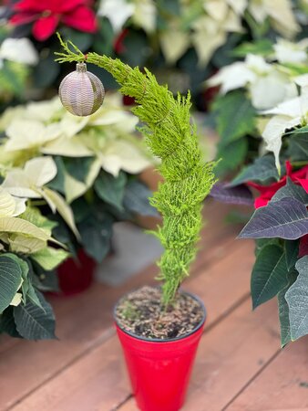 4" Grinch Tree in Pot