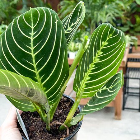 Maranta Lemon Lime