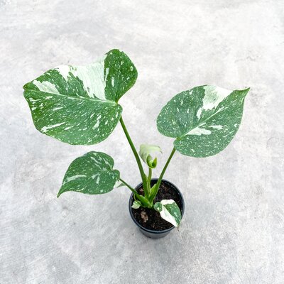 Monstera Thai Constellation