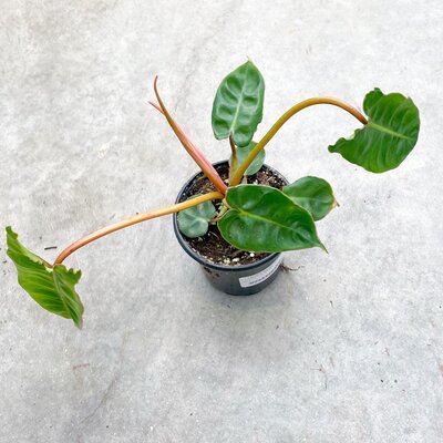 Philodendron Billietae