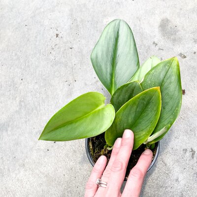 Scindapsus Treubii Moonlight