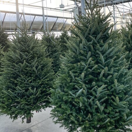 6-7' Balsam Fir