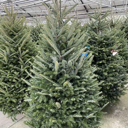 6-7' Fraser Fir