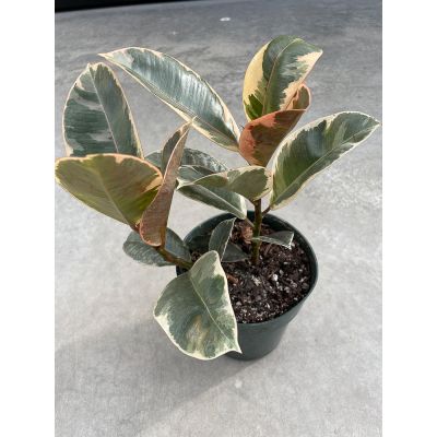 Ficus Tineke