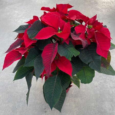 6" Poinsettia