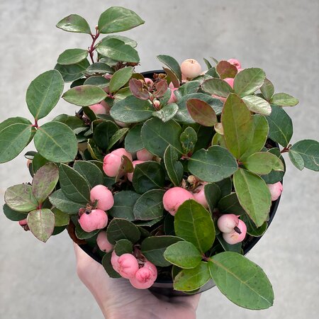 6" Wintergreen Gaultheria