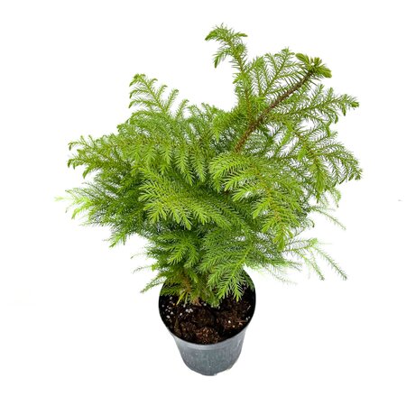 8" Norfolk Island Pine