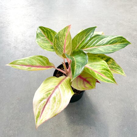 Aglaonema Golden Flourite