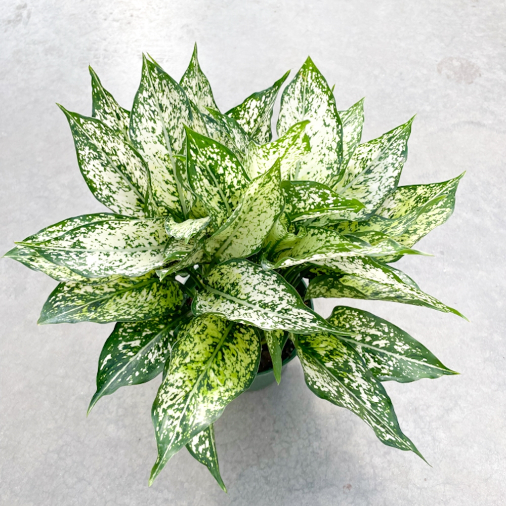 Aglaonema Spring Snow - Lacoste Garden Centre webshop | Winnipeg