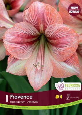 Amaryllis Provence