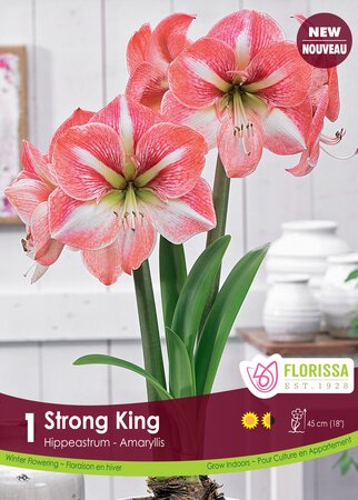 Amaryllis Strong King