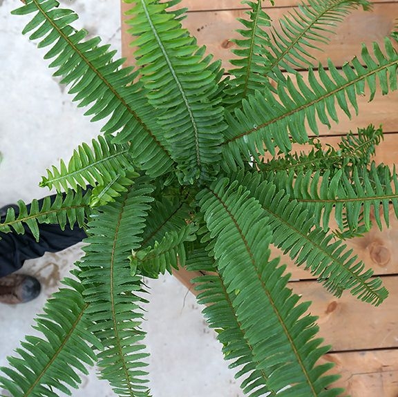 Kimberly Queen Fern - Lacoste Garden Centre webshop | Winnipeg