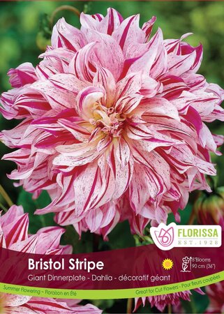 Dahlia Bristol Stripe