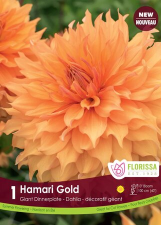 Dahlia Hamari Gold