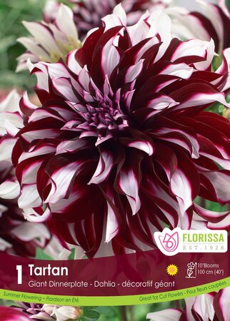 Dahlia Tartan