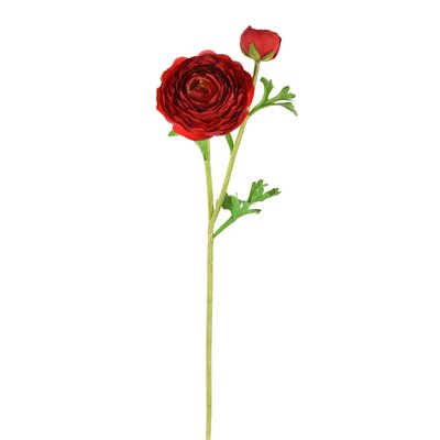 Red Ranunculus Stem