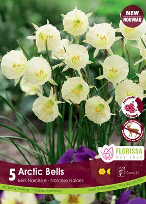 Narcissus Arctic Bell