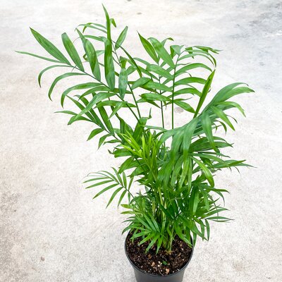 Neanthe Bella Palm