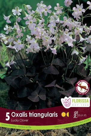 Oxalis Triangularis